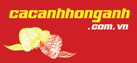 Diễn Đàn Cá Rồng Việt Nam - DNTN cá cảnh Hồng Anh 